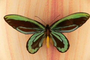 Kawałek dziecięcy - niesamowity motyl